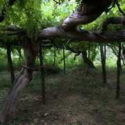 Visit To The Amalfi Coast Vineyards With Wine Tasting & Lunch