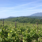Greco di Tufo vineyards tour