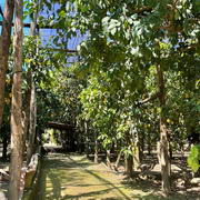 Sorrento Lemon Tour