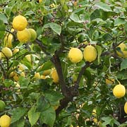 Sorrento Lemon Grove Tour