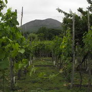 Vesuvius Wine Tours