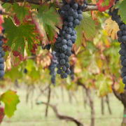 Vesuvius Wine Tasting